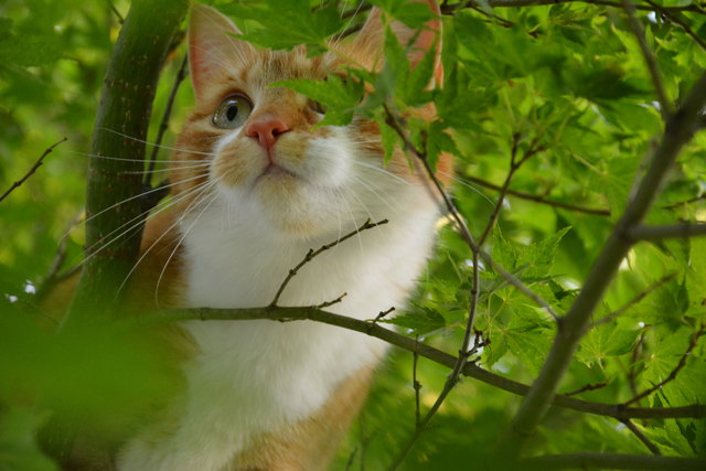 Ein Hoch auf das beliebteste Haustier der Österreicher. Ob Stubentiger oder Freigängerkatze, die schnurrenden Samtpfoten verzaubern mit ihrem Wesen große und kleine Katzenliebhaber.