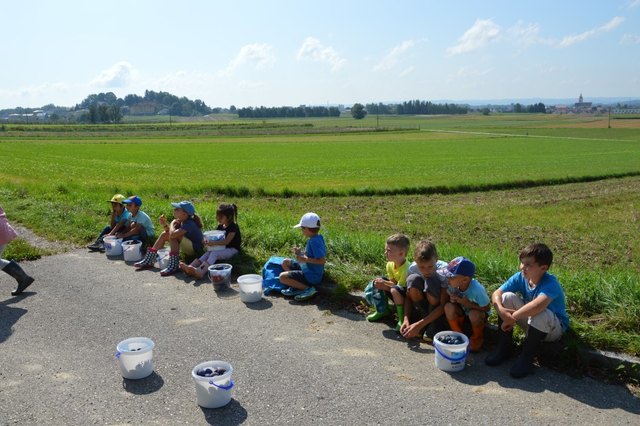 Auch diePause ist wichtig... Die eifrigen Zwetschkenpflücker machen eine kurze Rast.