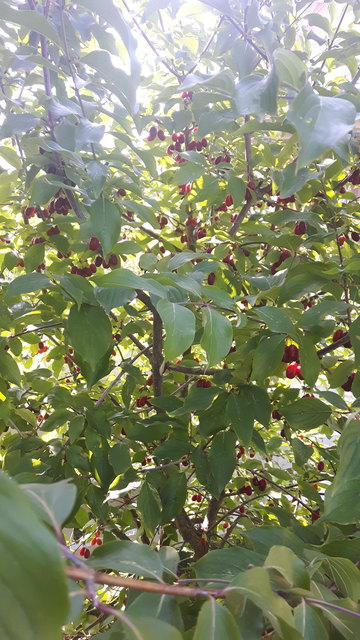 Im Garten
