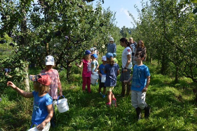 ... die fleißigen Zwetschken-Pflücker