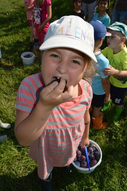 mmm ... safige Zwetschken sind mein Lieblingsobst!