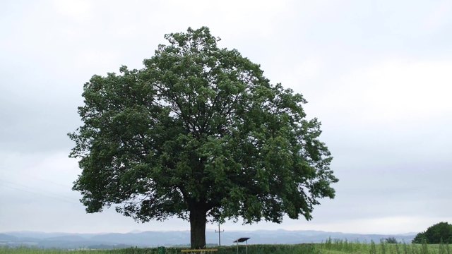 Foto: Josef Lichtenberger