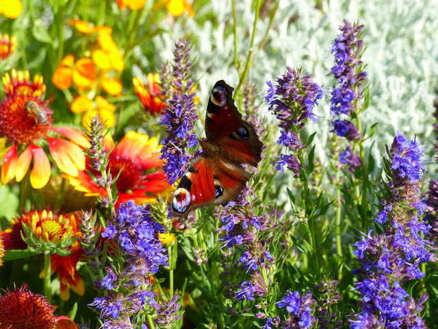 Den Garten mit allen Sinnen genießen kann man beim Mitarbeiten mit und in der Natur. Der Umgang mit Farben und Düften wirkt wie Balsam für die Seele. Selbstverarbeitete Produkte gibt es im Klosterladen oder in der Alten Hofmühle zu kaufen.