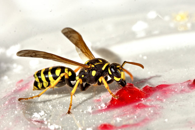 Richtig handeln bei Wespenstichen – Hitze hilft gegen das Insektengift ...