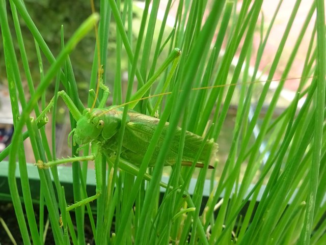 Seltener Besuch im Schnittlauchbeet am Balkon.
