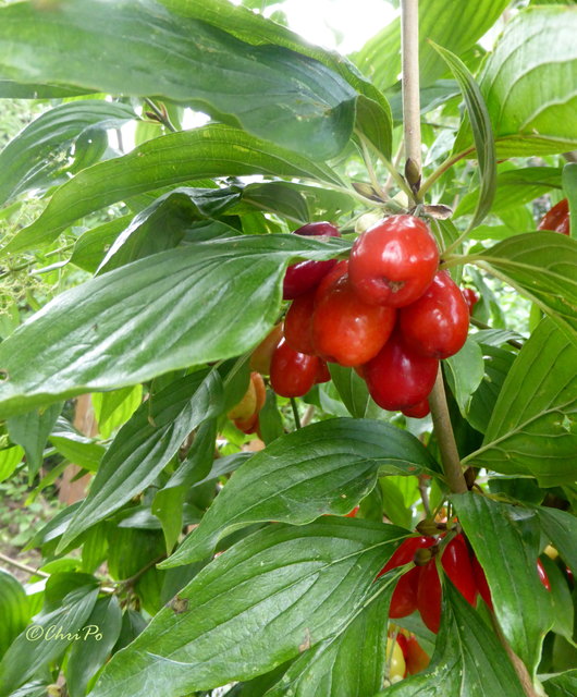 Dirndlbaum im Garten