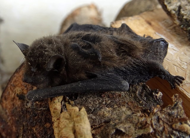 Wieder einmal musste ich eine kleine Fledermaus retten