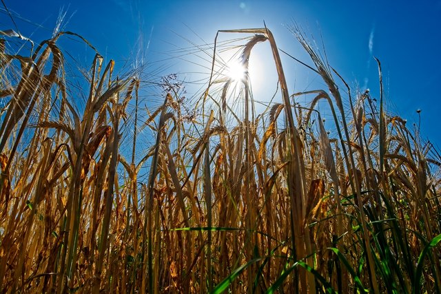 Ein Kornfeld im Sommer, kurz vor der Ernte
