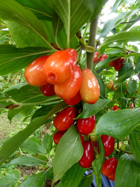 Das wird feine Marmelade