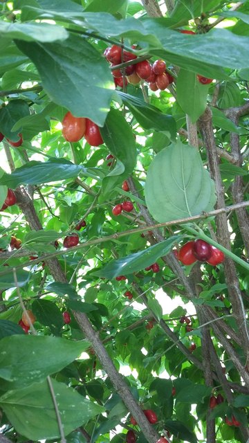 in unserm garten