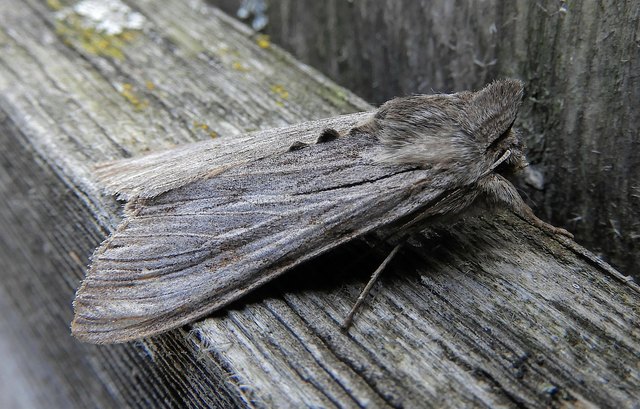 Bei der Entdeckung... gut getarnt.