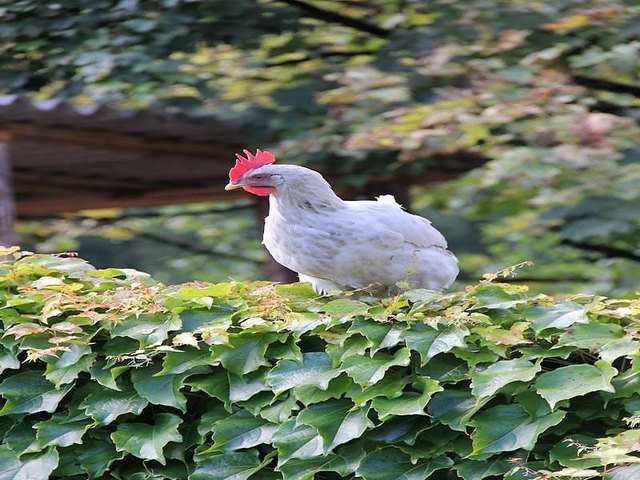 Foto: HKroBild
