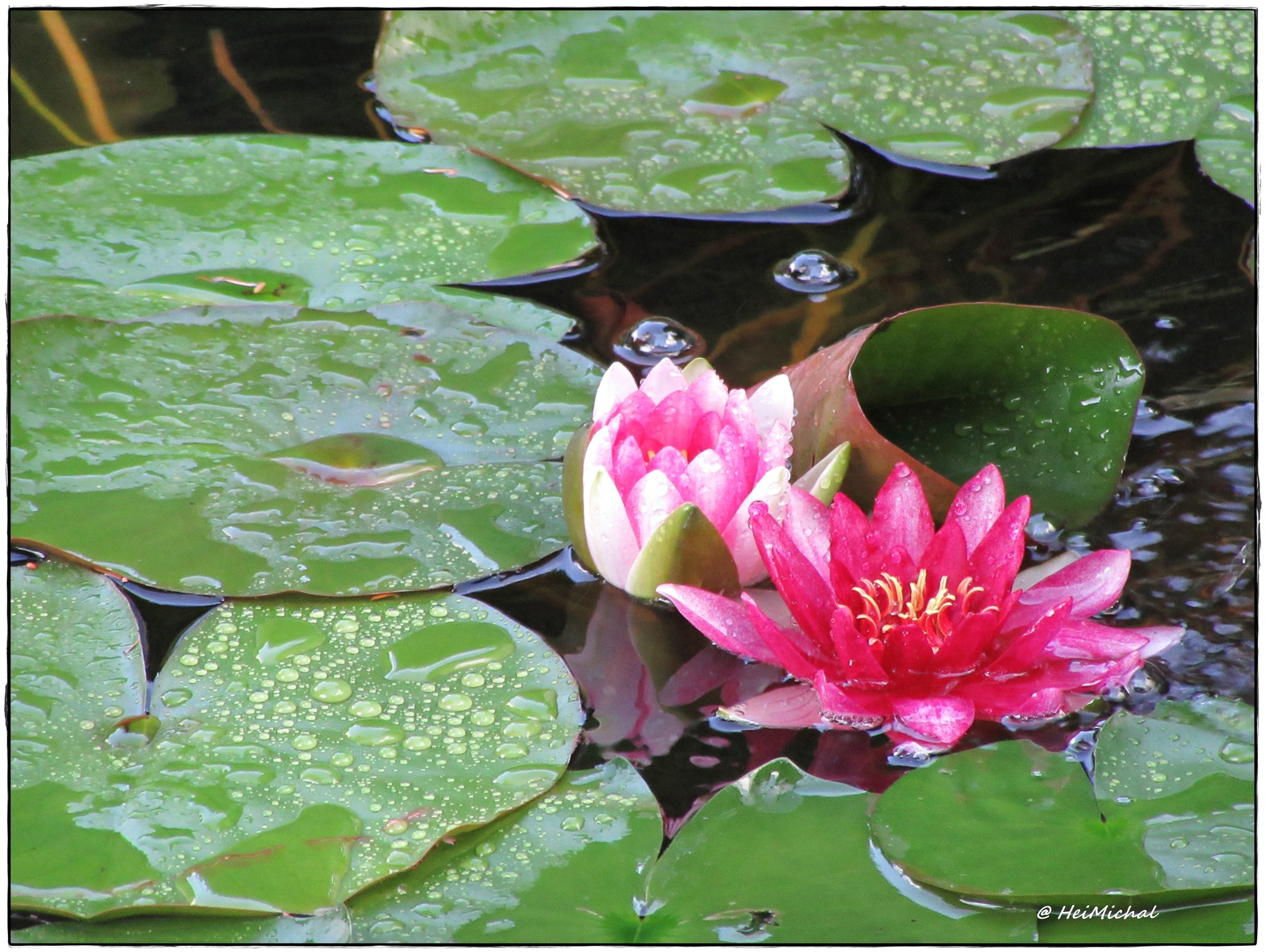 Unser blühender Gartenteich Favoriten