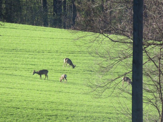 Rehe am Weg sind nicht selten