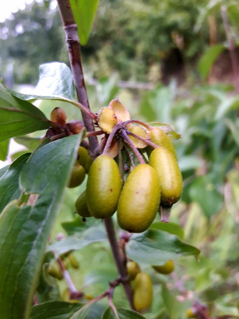 Frühjahrsfrucht