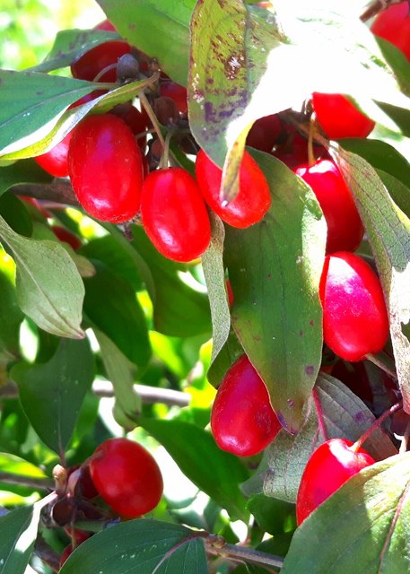 Frucht