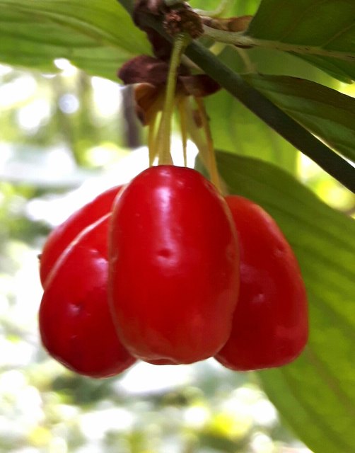 Reifende Frucht