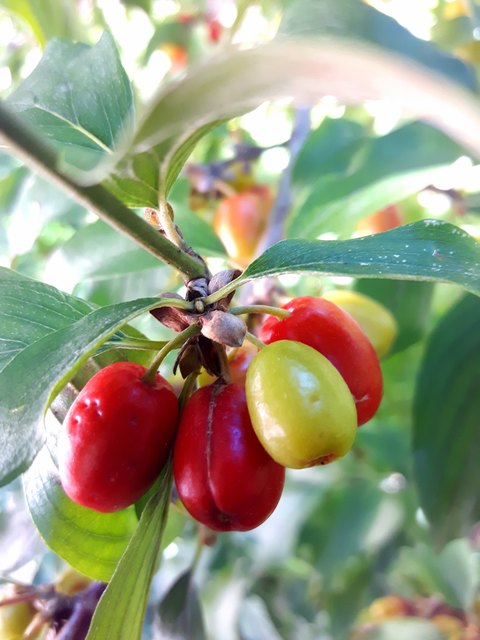 Fruchtreife