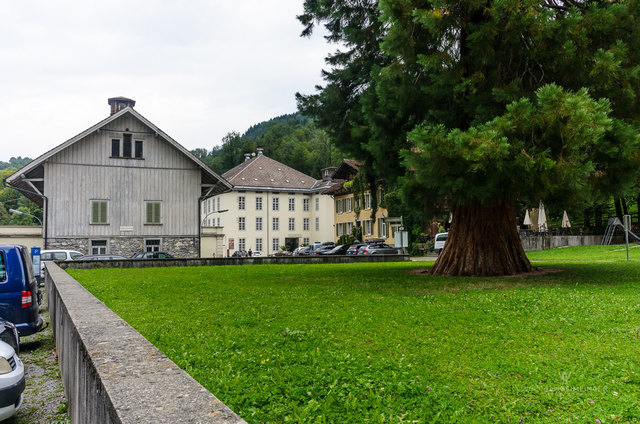 Riesenmammutbaum (Sequoiadendron giganteum) im Gütle in Dornbirn