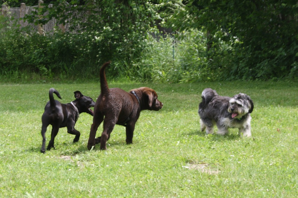 Hundeschule In Scharding Kurse Ab September Scharding