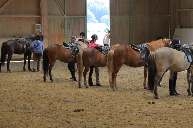 Reiten lernen in der Halle
