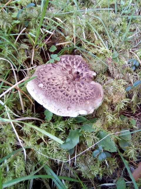 Dieser "Habichtspilz" steht unterhalb  der Serles neben der Wildeben-Alm.                  
Ein" Habichtspaar" hat sein Nest unterhalb der Kirchdachspitze  im Pinnistal gebaut .Der Berg " Habicht" oberhalb der  Innsbruckerhütte.                
https://www.google.at/search?hl=de&amp;source=hp&amp;q=Habicht&amp;oq=Habicht&amp;gs_l=psy-ab.3..35i39k1l2j0l2.2139.2139.0.4021.3.2.0.0.0.0.110.203.1j1.2.0....0...1.2.64.psy-ab..1.2.203.6.3t_Ynn5UHrg