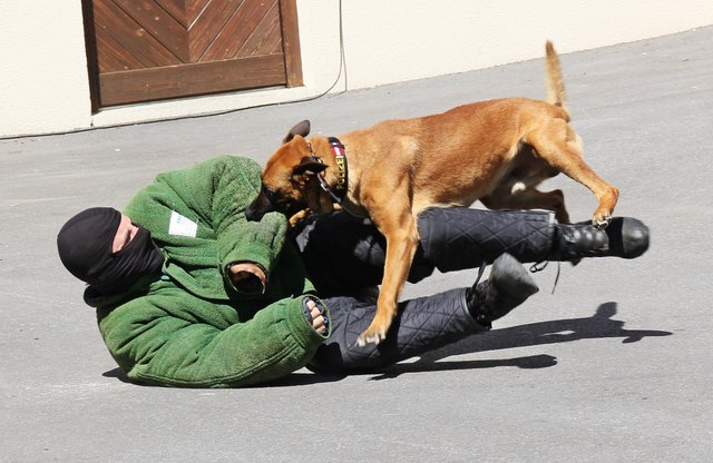 Bomben und Sprengmittelspürhund Yuma überwältigt mühelos den Täter