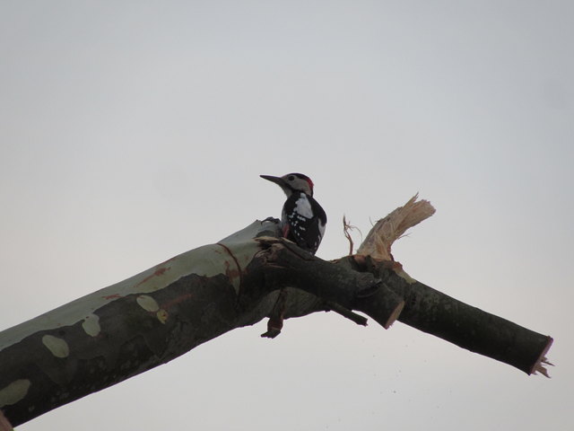 18.08.2017 06:00 Uhr Buntspecht im Morgengrauen
