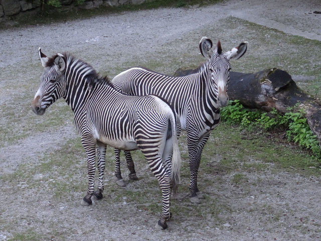 Zwei Zebra-Stuten sind in den Salzburger Zoo übersiedelt. | Foto: Zoo Salzburg