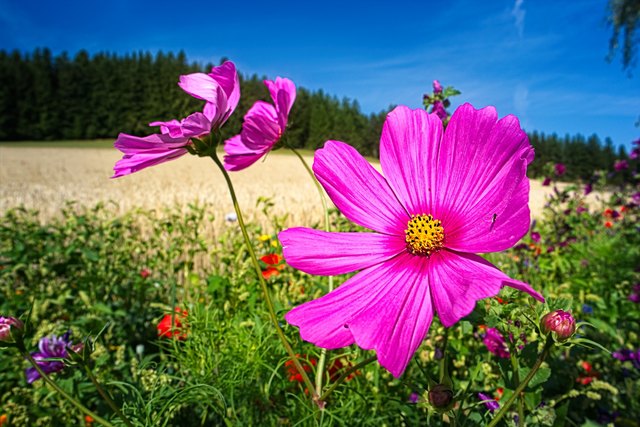 Vermutlich entwickelte die Natur kräftige und schöne Farben zum Zwecke des Überlebens und der Fortpflanzung der jeweiligen Gattungen. - Ich aber finde diese Blumen einfach nur schön.