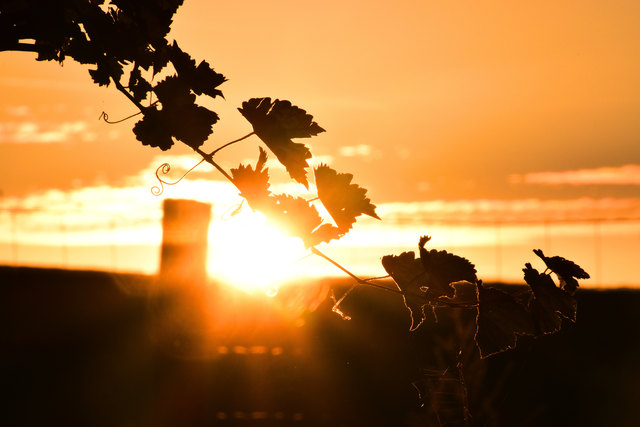 Morgenstund hat Gold im Mund
