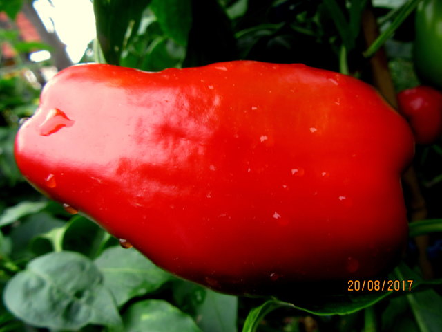 Knackiger  Paprika