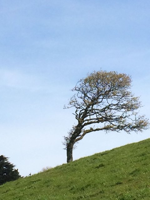 Haseaufderlauer