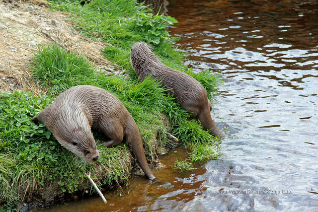 Das Fischotterpärchen Luca und Laszlo ist eine der Attraktionen im Unterwasserreich Schrems. | Foto: Unterwasserreich/Sonja Eder