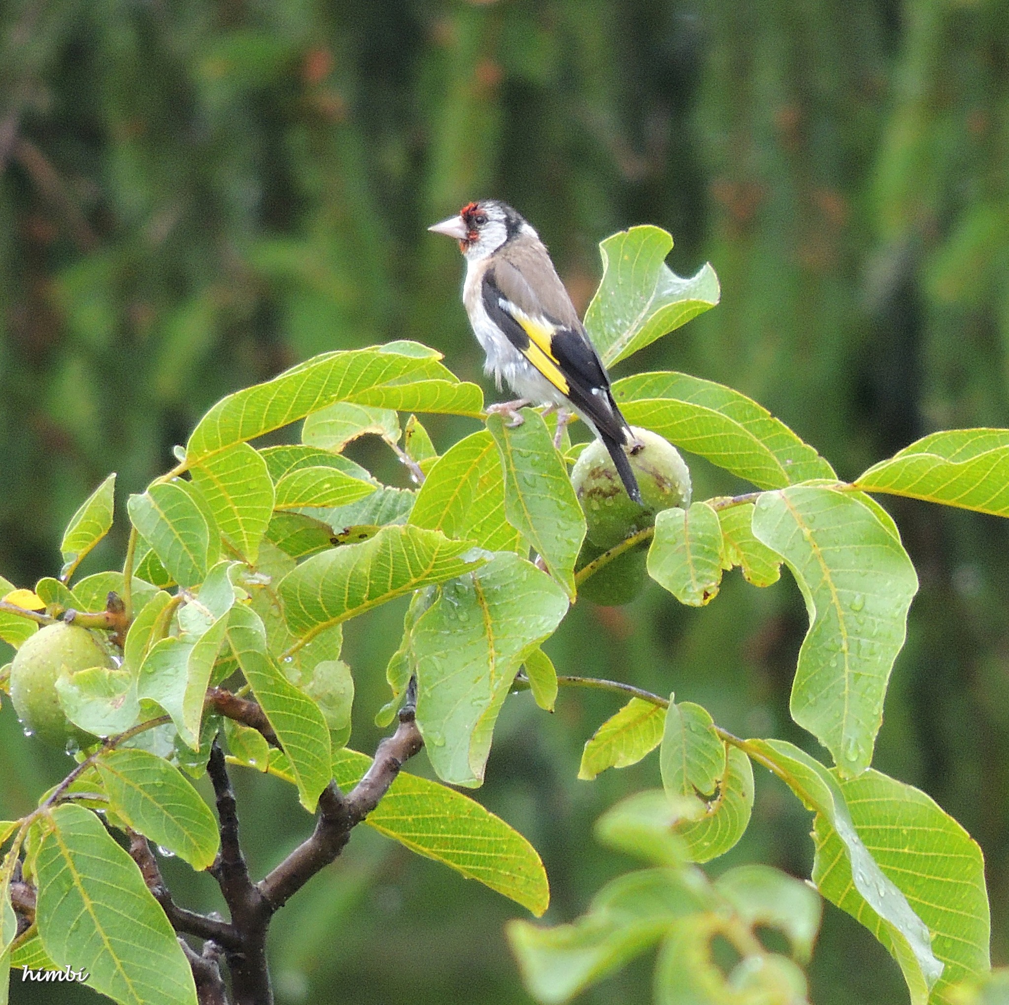 Junger Stieglitz Schwechat