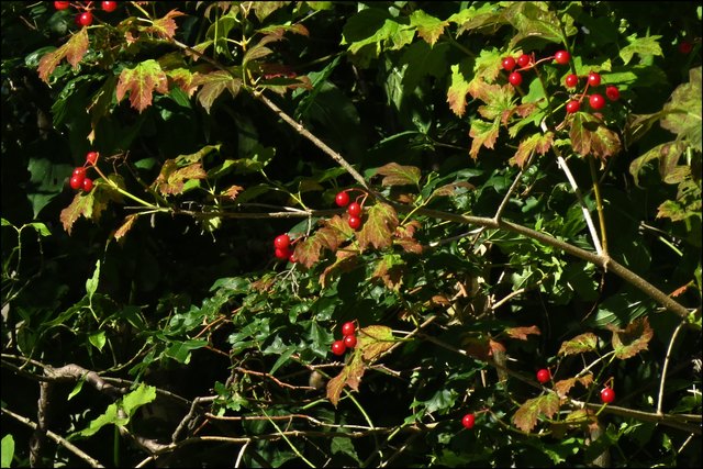 Rote Rosen am Hügel, rote Beeren am Hag..... die Elsbeeren zeigen uns, dass der Herbst eigentlich schon da ist....