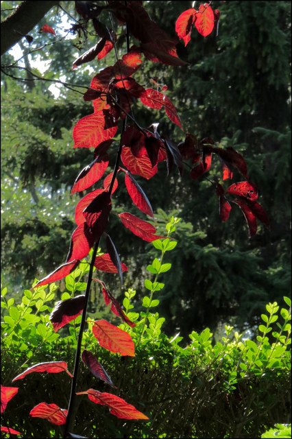 Das ist geschummelt, denn dieser Baum hat das ganze Jahr so leuchtend rotes Laub.