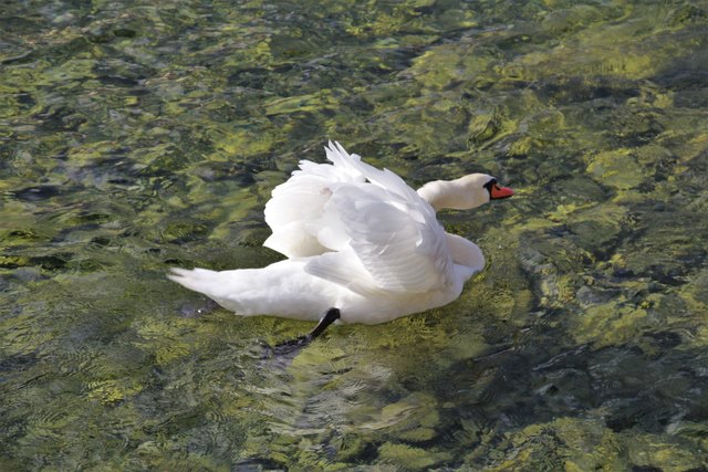 ...der Schwan und ICH können es kaum erwarten...hihih. Der Sommer zeigt sich noch von seiner BESTEN SEITE. Ein **Genuss-Wochenende** wünscht EUCH, mit lieben Grüßen Elisabeth