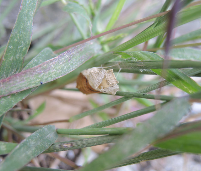 Der Schwalbenschwanz ist am 24. August, nach zwei Wochen im Puppenstadium, endlich geschlüpft. Ich habe es leider verpasst, da es am Vormittag noch nicht so weit war und am Abend war ich schon zu spät dran.