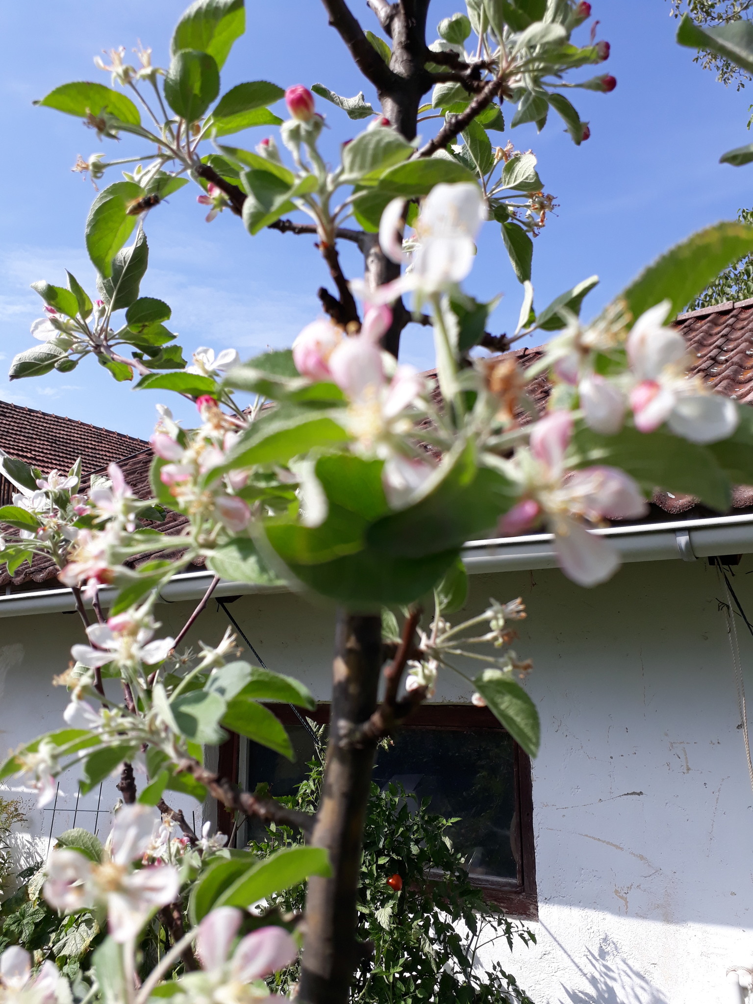 Kurios Apfelbaum Bluht Ende August Ried