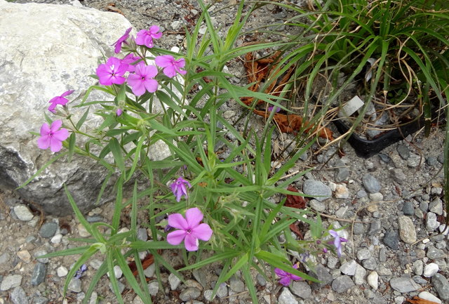 Erste Pflanzen werden gesetzt