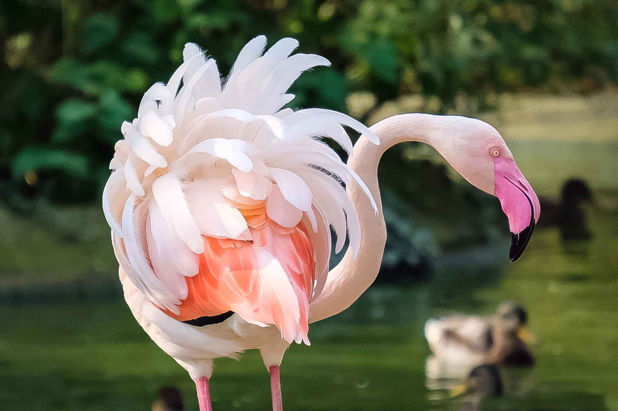 Ein schöner Rücken kann auch entzücken Liesing