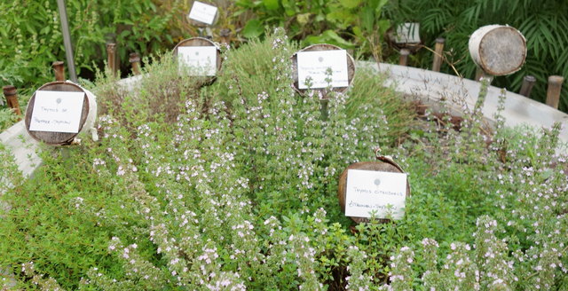 über Thymian - aber nicht nur einer ...