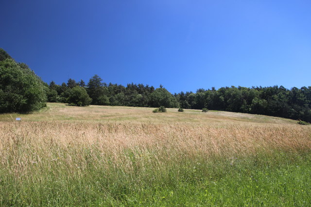 Schmetterlingswiese, Öko-Insel der Naturschutzjugend Steiermark