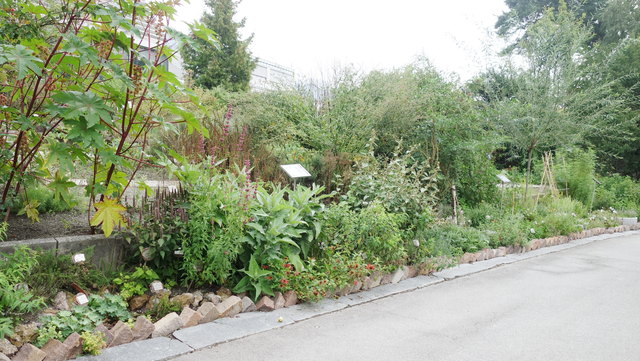 Teegarten im August - ein Traum