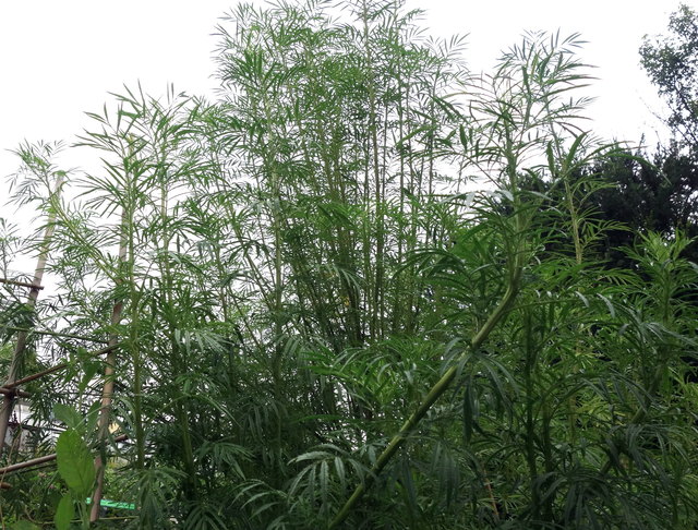 Aber Vorsicht, Kräuter für Tees müssen nicht unbedingt klein sein.