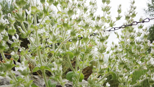 Ein Kräutertraum - die ätherischen Öle duften bis zu Ihnen