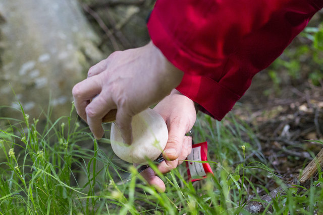 Beim Pilzesammeln ist vorsicht geboten. Nicht alle Pilzarten sind genießbar. | Foto: Österreichisches Rotes Kreuz