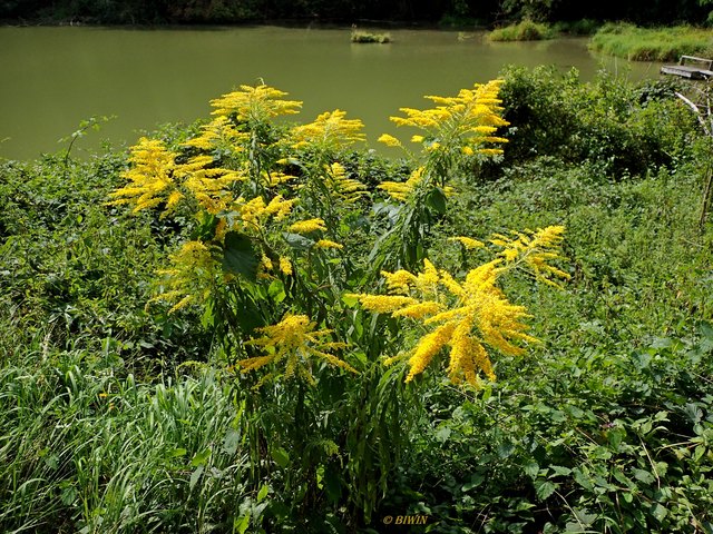 Ein wunderschöner Blickfang sind zur Zeit die blühenden Goldruten