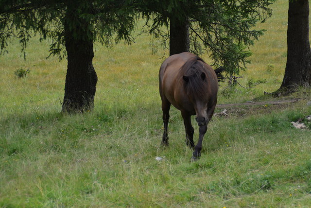 SYMBOLBILD (Das abgebildete Pferd hat mit dem Vorfall nichts zu tun)